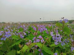 -枫林花海