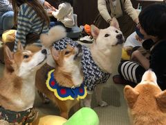 -逗柴咖啡屋·狗咖猫咖宠物桌游