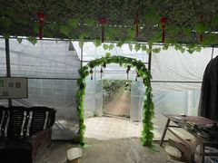 -马陆小张葡萄园农家乐