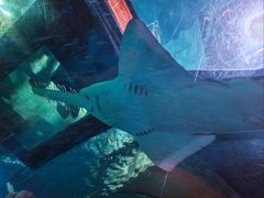 -暹罗海洋世界
