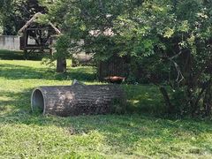 -合肥野生动物园