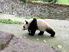 -都江堰中华大熊猫苑
