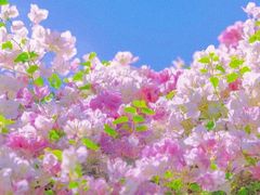 -莲花山公园