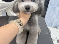 -宠小格时尚宠物生活馆(唐镇店)
