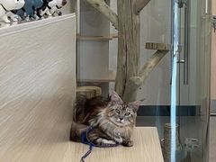 -凯特喵百思猫专科医院