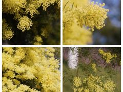 -厦门国家会计学院