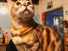 -Cappucimeow猫咪咖啡馆(韦伯时代店)