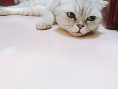 -李小姐の猫咖啡馆(五角场店)