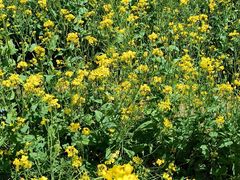 -济南国际园博园