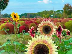 -花开海上生态园