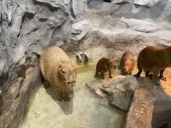 -Zoolung Zoolung动物主题公园(海信广场店)