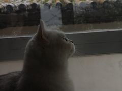 -喵屿·大理花园猫咖