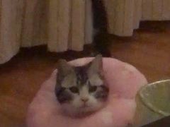 -伟伟宠物医院·CT影像中心·瑞派犬猫综合性门诊(汉口总院)