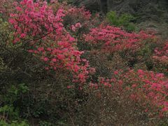 -木兰云雾山