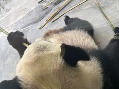 -杭州野生动物世界