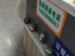 -半岛宠物医院24小时(白果林店)