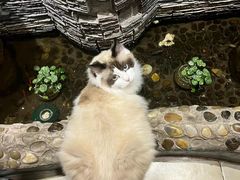 -猫小院猫主题餐厅(南锣旗舰店)