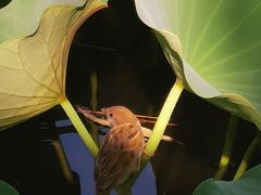 -莲花池公园