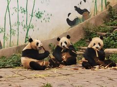 -中国大熊猫保护研究中心雅安碧峰峡基地