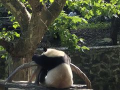 -都江堰中华大熊猫苑