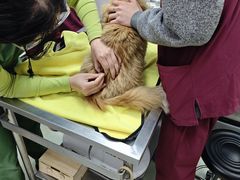 -瑞鹏宠物医院·宠保定点·心脏科·内科(御桥分院)