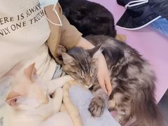 -十年猫舍·猫咪专门店(普陀店)