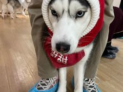 -Husky Go! 哈士奇体验馆·宠物咖啡厅狗咖