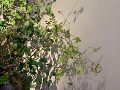 -隐溪茶馆(静安寺店)
