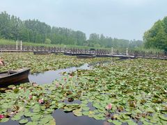 -溱湖国家湿地公园