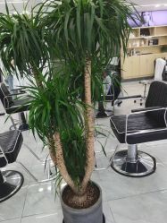 -Coo Hair salon