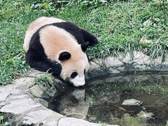 -卧龙中华大熊猫苑神树坪基地