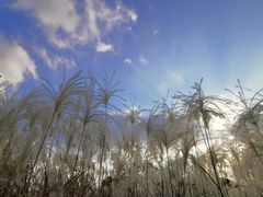 -梁鸿国家湿地公园