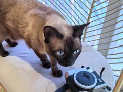 -藏猫猫咖啡主题馆(中央大道店)