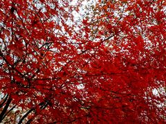 -淮国旧H22·中古店