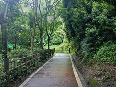 -东莞市大岭山森林公园