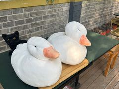 -三忘湖 SWANSEEN(柳荫公园店)