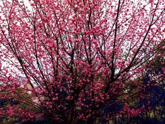 -武汉紫薇都市田园