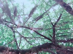 -胡里山炮台