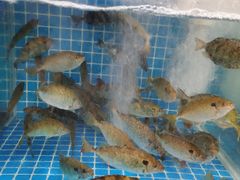 -台山侨雅海鲜粥底火锅(台山侨雅花苑店)