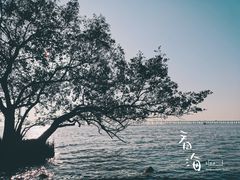 -宝安西湾红树林湿地公园