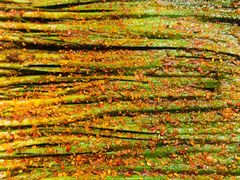 -贺秦生陕面王(富力城店)