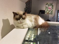 -喵喵咪呀布偶猫咖(春熙路店)