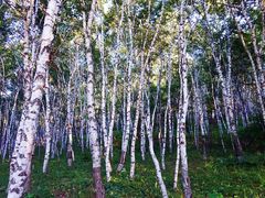 -塞罕坝国家级自然保护区