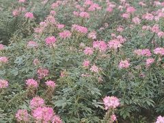 -大塘金香草谷