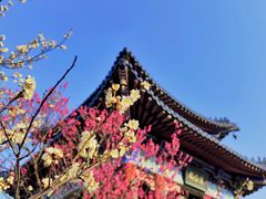 -梅花山(明孝陵内)