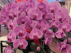 -顺峰·粤菜海鲜·早茶自助(阜成店)