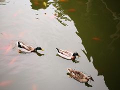 -华雅花园大酒店