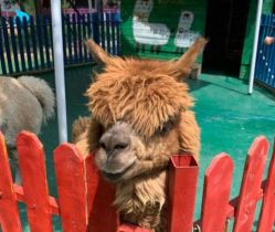 -萌宠亲子动物乐园(槐房万达店)