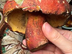 -蘑界·野生菌火锅(深业上城店)