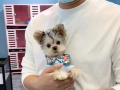 -萌宠之家·腊肠犬·马尔泰·小体犬舍